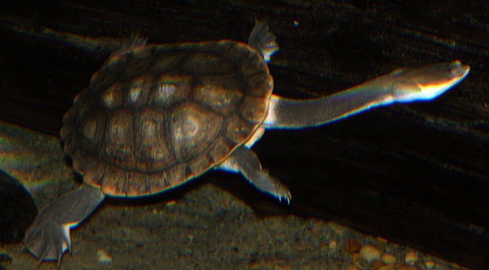 A photo of a long-neck turtle