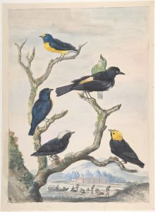 a series of south american birds on a branching tree.