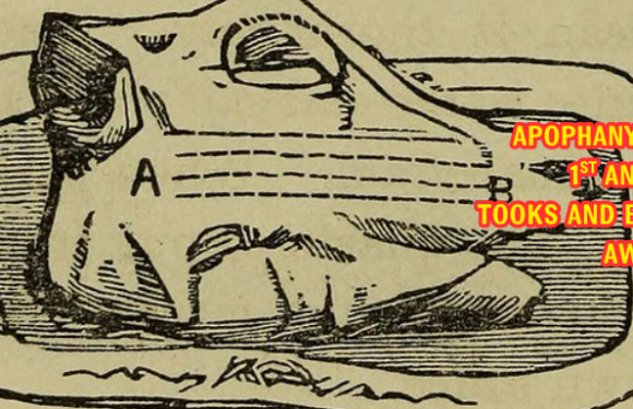 APOPHANY #14: 1ST ANNUAL TOOKS AND BUNES AWARDS