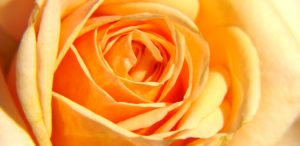 “Peach Miniature Rose Interior” by Audrey, CC BY 2.0 becoming whole transition